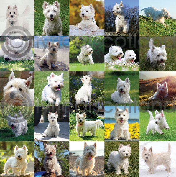 Westies Colour Photo Greetings Card