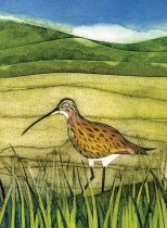 Notebook Wild Bird Curlew (May)