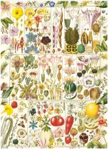 Jigsaw RHS Botanical Bliss 1000pc (Feb)