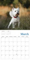 2026 Calendar West Highland Terriers (2 for 10v) (Mar)