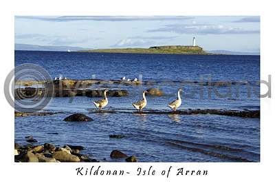 Three Geese At Kildonan (HA6)