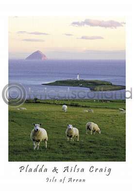 Pladda Sheep & Ailsa Craig (VA6)