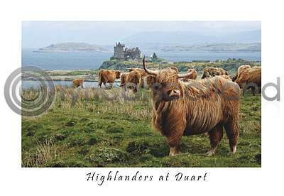 Windswept Highlanders at Duart (HA6)