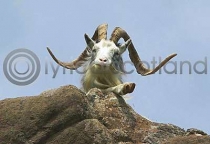 Feral Goat On Carsaig Trail (HA6)