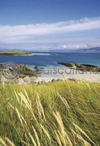 Dune Grass At Iona's North (VA6)