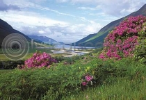 Loch Etive & Rhododendrons (HA6)