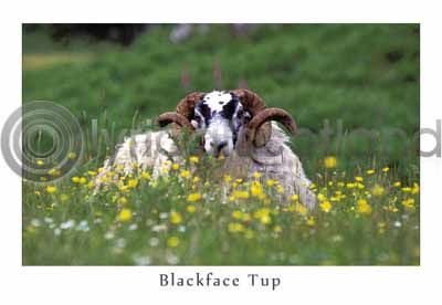 Blackface Tup, Wildflowers (HA6)