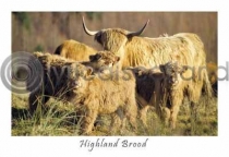 Highland Brood, Glen Lonan (HA6)