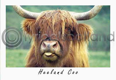 Heeland Coo Mug Shot (HA6)