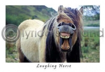 Laughing Horse (HA6)