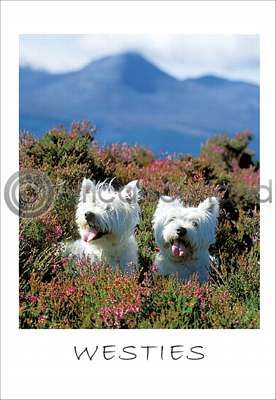 West Highland Terriers (VA6)