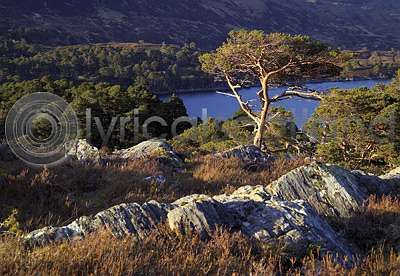 Scots Pines, Glen Affric (HA6)