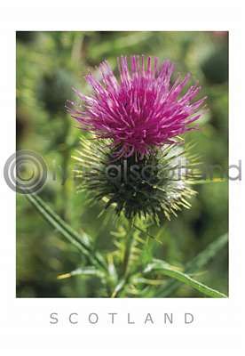 Scottish Thistle (VA6)