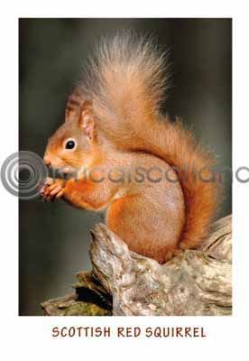 Scottish Red Squirrel (VA6)