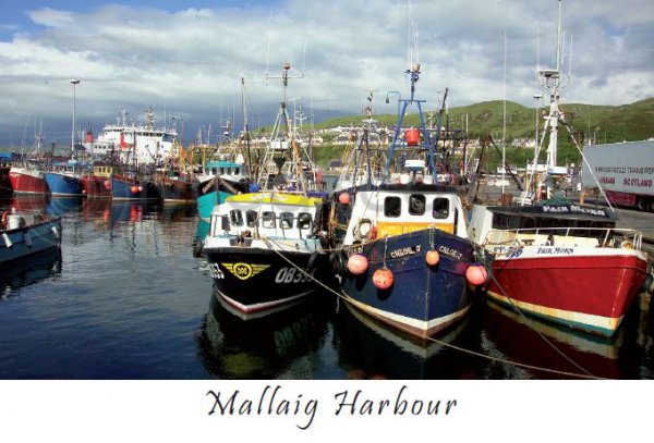 Mallaig Harbour Postcard (HA6)