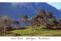 Scots Pines - Glenlyon - Perthshire (HA6)