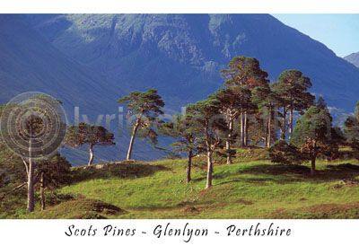 Scots Pines - Glenlyon - Perthshire (HA6)