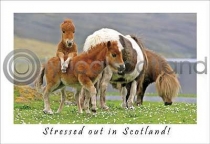 Stressed Out In Scotland (HA6)