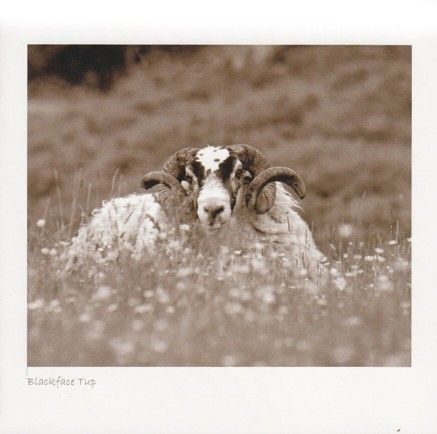 Blackface Tup In Meadow (Sepia)