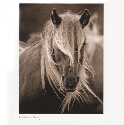 Highland Pony (Sepia)