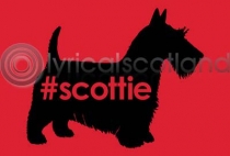 #scottie (HA6)