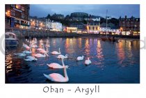 Oban Harbour, Swans Postcard (HA6C)