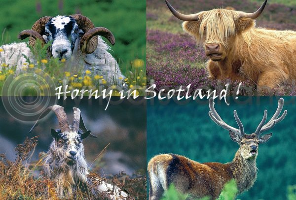 Horny in Scotland! Postcard (H A6 LY)