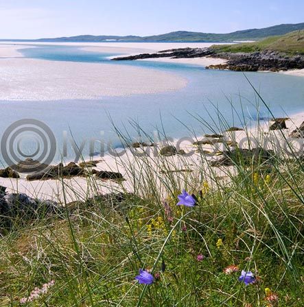 Harebells, Harris (Colour)