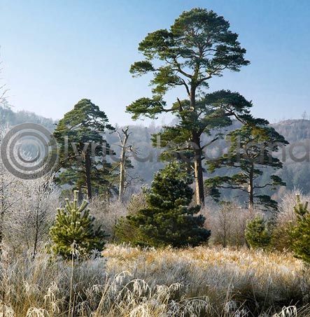 Scots Pine (Colour)