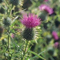 Scottish Thistle Colour Photo Greetings Card