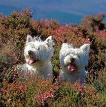 Westies in the Heather Colour Photo Greetings Card