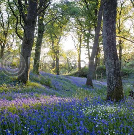 Spring Woodland, Queen Elizabeth Forest Park (Colour)