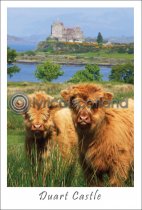 Two Calves at Duart Castle Postcard (V A6 LY)