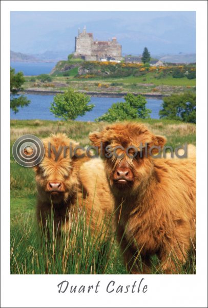 Two Calves at Duart Castle Postcard (V A6 LY)