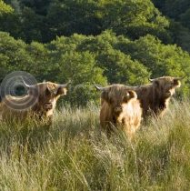 Highlanders (Colour)