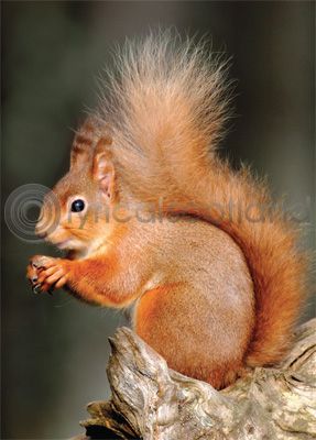 Red Squirrel Magnet (V)