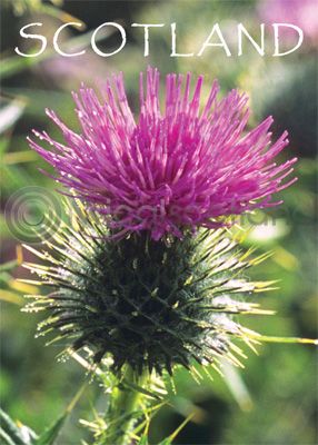 Scotland - Scottish Thistle Magnet (V)