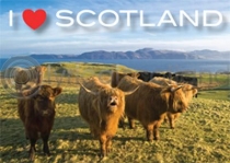 I Love Scotland - Highland Cows Magnet (H)