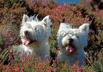 Westies in the Heather Magnet (H)