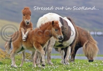 Stressed Out In Scotland Magnet (H)