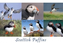 Scottish Puffins Composite (HA6)