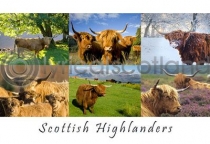 Scottish Highlanders Composite (HA6)