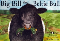 Big Bill the Beltie Bull